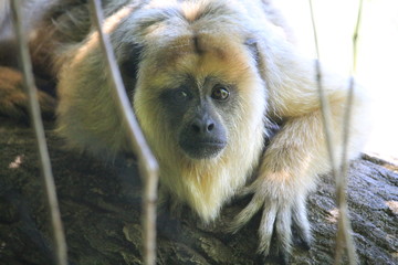 Macaco