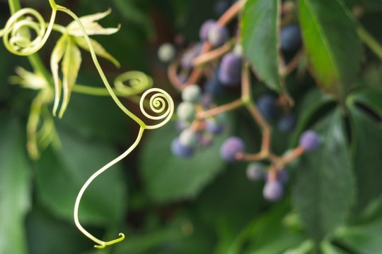 Curl on the plant. Slovakia
