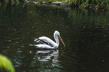 Schwan