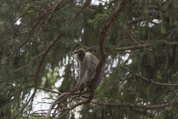 Affe auf Baum