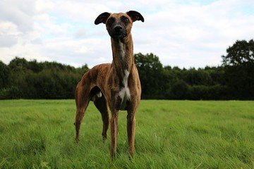 Whippet Portrait im Park