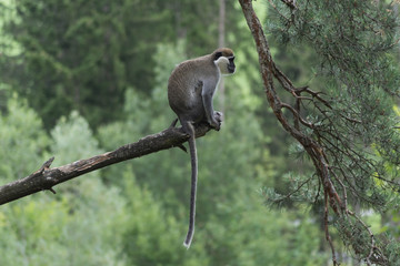 Affe auf Baum