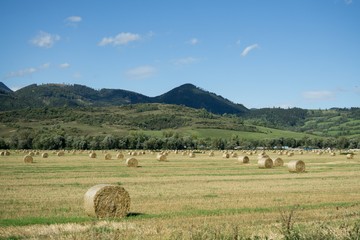 Straw rolls on meadow near forest during autumn. Slovakia