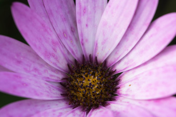 closeup of a colourful flower