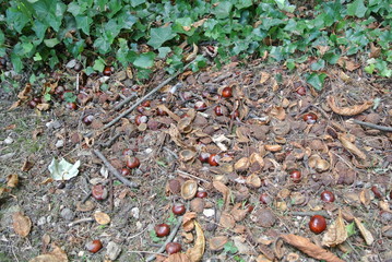 chestnuts on the ground