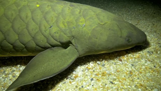 Coelacanth on ocean floor, close up