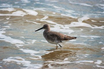 Willet in the Surf