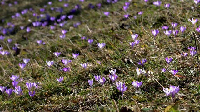 Spring Crocus in the wind - (4K)