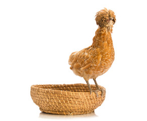 Brown hen on basket