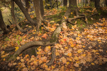 Fallen autumn leaves