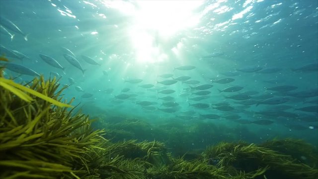 School of fish swim over ocean plants