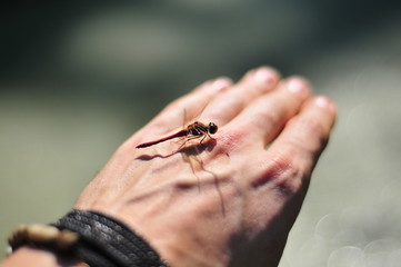 Red dragonfly on hand.