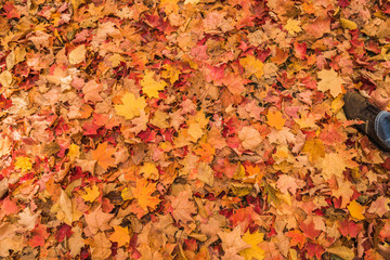 Golden autumn background