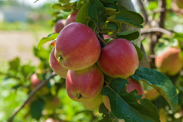 ripe apples on a branch,ripe apples hanging on a branch at orchard