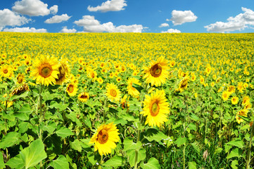 Field of Sunflowers and Summer Sky