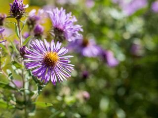 Symphyotrichum novae-angliae