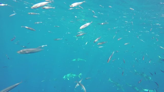 POV, schools of fish in open ocean