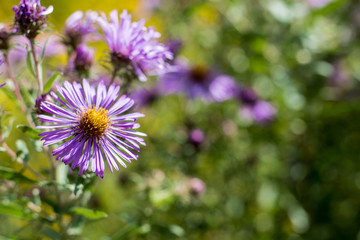 New England aster