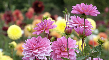 Fototapeta premium Dahlien (Dahlia)