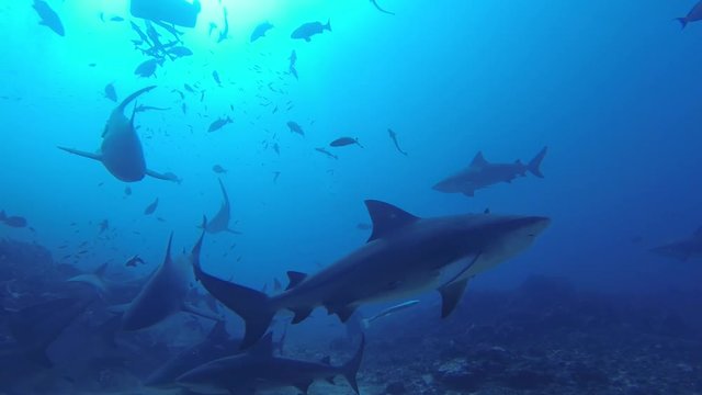 Group of sharks on ocean floor, POV