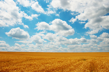 Wheat and sun under blue sky