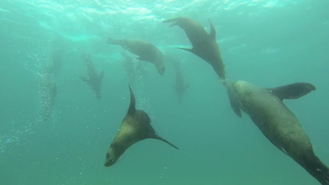 Seals in Port Phillip Bay Australia 