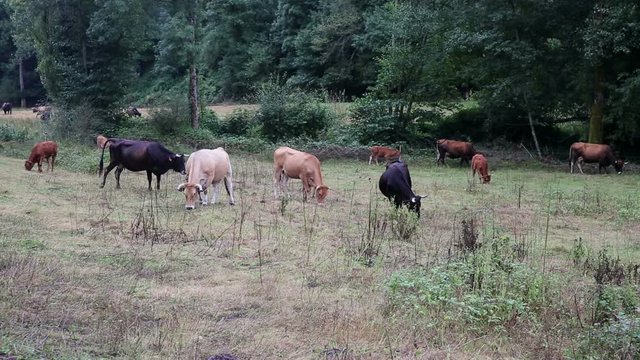 herd of cows grazing in the countryside