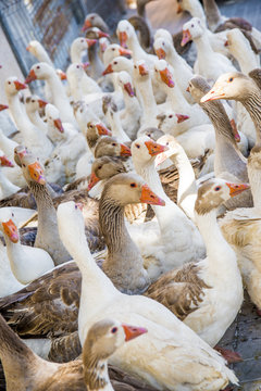 ocas reunidas esperando la comida