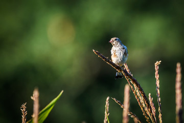 Goldfinch sitting on a branch