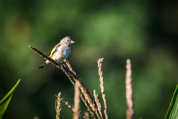 Goldfinch sitting on a branch