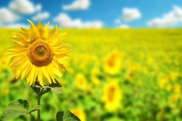 Fototapeta premium Field of Yellow Sunflowers in Summer