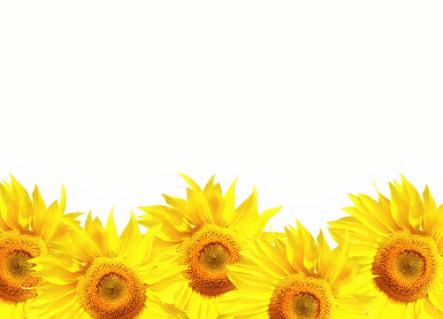 Sunflower Banner Background with White Copyspace
