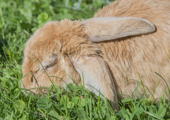 Fototapeta premium ill rabbit with myxomatosis - veterinary problem
