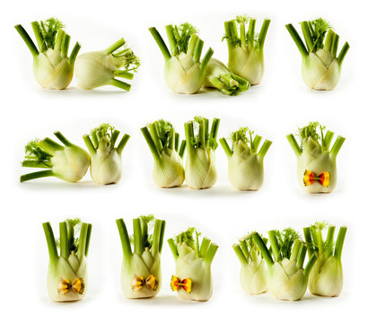 composite with fennel isolated on white background