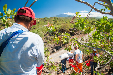 Pistachio picker at work with his red pail during harvest season in Bronte, Sicily, and Mount Etna...
