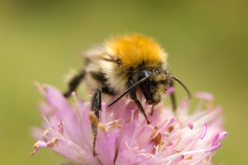 Bumble bee on autumn flower.