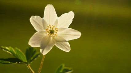 White flower adonis. Spring forest.