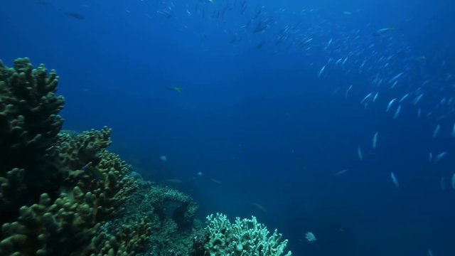 School of fish swim past reef, POV