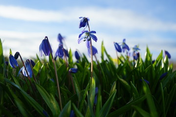 The first spring bluebell flowers