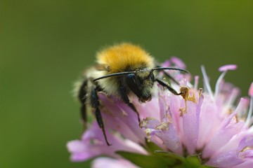 Bumble bee on autumn flower.