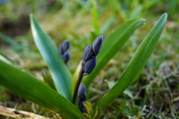 The first spring bluebell flowers