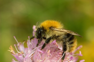 Bumble bee on autumn flower.