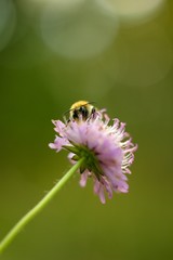 Purple red flower on a dark abstract background.