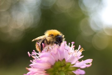 Bumble bee on autumn flower.