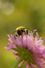 Bumble bee on autumn flower.