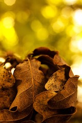 Dry leaf emblem comes autumn