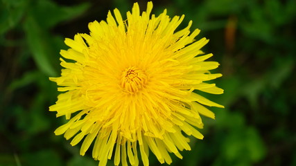 Blooming yellow dandelion flowers on field.