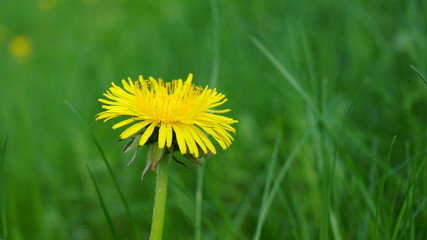 Blooming yellow dandelion flowers on field.