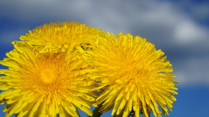 Blooming yellow dandelion flowers on field.