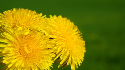 Blooming yellow dandelion flowers on field.